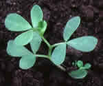 Clover/Birdsfoot Trefoil seedling