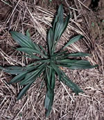 Buckhorn Plantain flower head