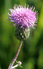 Canada Thistle flower
