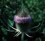 Common Teasel flower head
