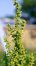 Curly Dock flower stalk