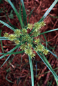 Yellow Nutsedge