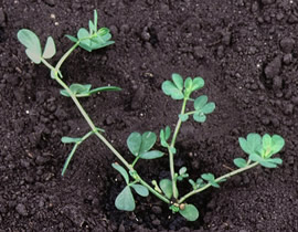 Clover/Birdsfoot Trefoil