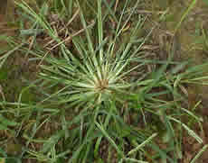 goosegrass