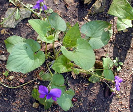Wild Violet